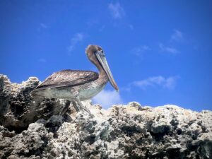 Malmok Beach Pelican - Alli Cullen