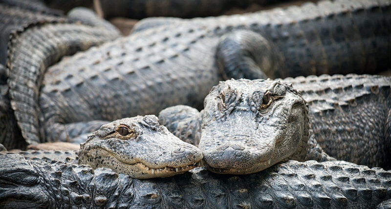 Myrtle Beach Alligators