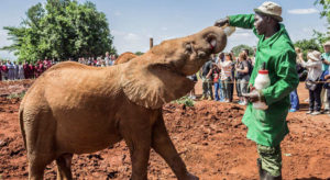 Baby elephant feeding time at Sheldrick Wildlife Trust Orphanage