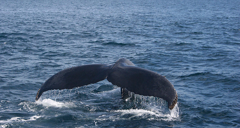 humpback whales