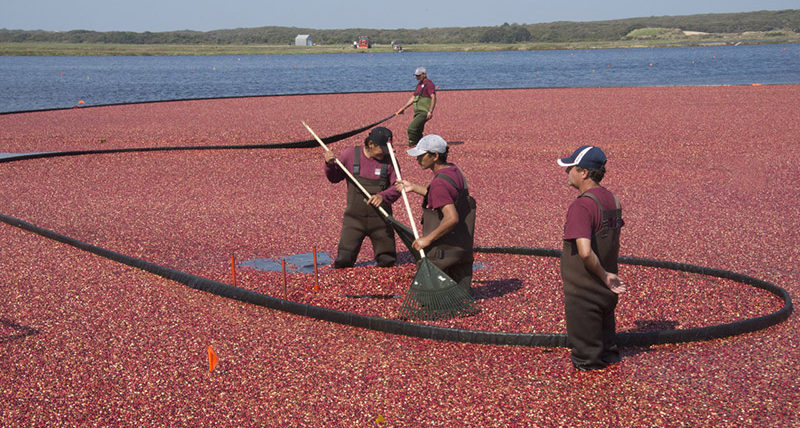 Cranberry farming