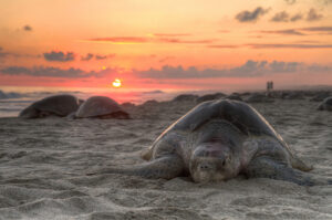 Oaxacan coast turtles