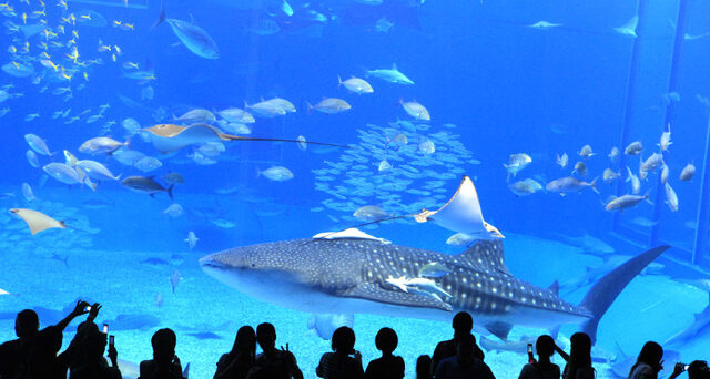 Okinawa Churami Aquarium