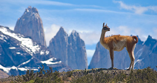 Guanaco