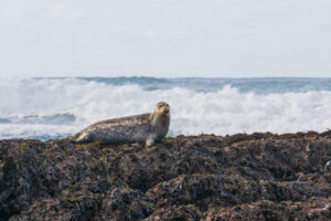 seals