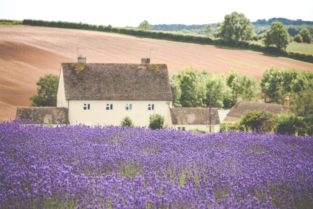 Cotswolds