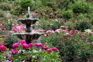 International Rose Test Garden