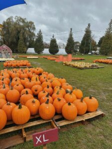 Pumpkins