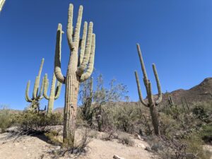 Saguaros