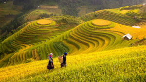 rice fields