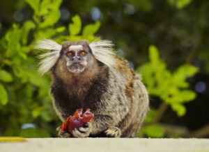 Brazil’s Central Plateau, the black-tufted marmoset