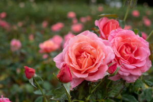 Regent’s Park of London, rose gardens of Queen Mary’s Garden