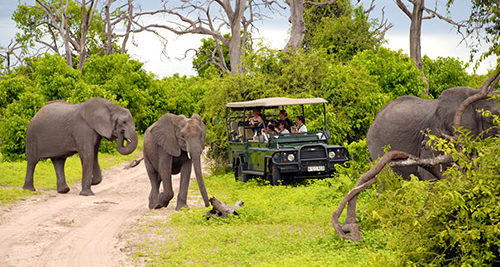 elephant safari