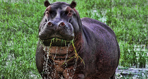 hippopotamus