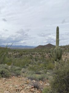 Saguaro