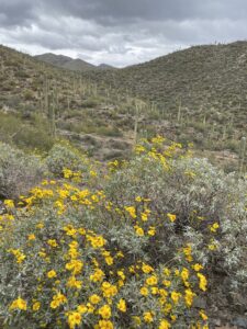 Saguaro