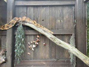 Sawgrass snake captivity