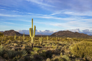 Desert Botanical Garden