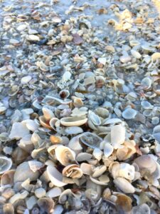 shells