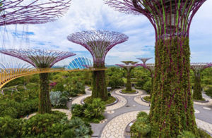 Supertrees at Gardens by the Bay