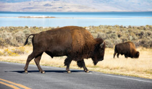 Antelope Island