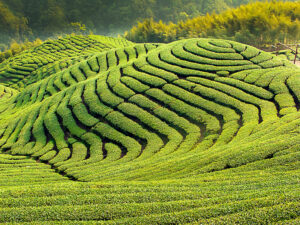 Bagua Tea Fields