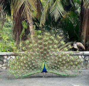 peacock