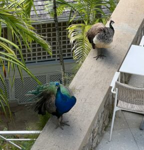 Peacock couple