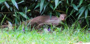 mongoose