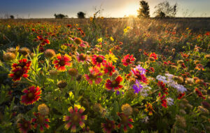 Wildflowers