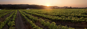 J. Lohr Carol’s Vineyard, St. Helena.