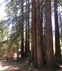 Redwoods