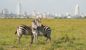 zebras